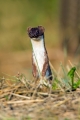 Mala_podlasica_Mustela_nivalis__Linnaeus_Least_weasel_13.jpg
