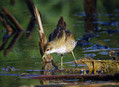 Ime datoteke=Mala_tukalica_Litlle_crake_Porzana_parva_Tukalice_Rallidae_04.jpg
Velikost datoteke=146KB
Dimenzija=800x586
Datum objave=02.05.2010 Mala_tukalica_Litlle_crake_Porzana_parva_Tukalice_Rallidae_04.jpg