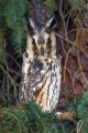 Mala_uharica_Long_eared_owl_Asio_otus_03.jpg