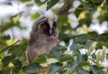 Mala_uharica_Long_eared_owl_Asio_otus_10.jpg