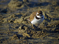 Ime datoteke=Mali-dezevnik_Little_ringed_plover_Charadrius_dudius_Dezevniki_Charadriidae_06.jpg
Velikost datoteke=135KB
Dimenzija=800x600
Datum objave=23.05.2010 Mali-dezevnik_Little_ringed_plover_Charadrius_dudius_Dezevniki_Charadriidae_06.jpg