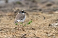 Ime datoteke=Mali-dezevnik_Little_ringed_plover_Charadrius_dudius_Dezevniki_Charadriidae_10.jpg
Velikost datoteke=230KB
Dimenzija=900x600
Datum objave=03.11.2019 Mali-dezevnik_Little_ringed_plover_Charadrius_dudius_Dezevniki_Charadriidae_10.jpg