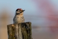 Ime datoteke=Mali_detel_Lesser_spotted_woodpecker_07.jpg
Velikost datoteke=138KB
Dimenzija=900x600
Datum objave=04.07.2019 Mali_detel_Lesser_spotted_woodpecker_07.jpg