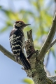 Ime datoteke=Mali_detel_Lesser_spotted_woodpecker_08.jpg
Velikost datoteke=265KB
Dimenzija=600x900
Datum objave=03.11.2019 Mali_detel_Lesser_spotted_woodpecker_08.jpg
