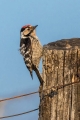 Ime datoteke=Mali_detel_Lesser_spotted_woodpecker_10.jpg
Velikost datoteke=294KB
Dimenzija=600x900
Datum objave=07.03.2021 Mali_detel_Lesser_spotted_woodpecker_10.jpg