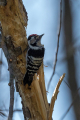 Ime datoteke=Mali_detel_Lesser_spotted_woodpecker_14.jpg
Velikost datoteke=323KB
Dimenzija=600x900
Datum objave=10.10.2024 Mali_detel_Lesser_spotted_woodpecker_14.jpg