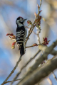 Ime datoteke=Mali_detel_Lesser_spotted_woodpecker_15.jpg
Velikost datoteke=348KB
Dimenzija=600x900
Datum objave=10.10.2024 Mali_detel_Lesser_spotted_woodpecker_15.jpg