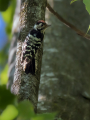 Ime datoteke=Mali_detel_Lesser_spotted_woodpecker_18.jpg
Velikost datoteke=331KB
Dimenzija=675x900
Datum objave=10.10.2024 Mali_detel_Lesser_spotted_woodpecker_18.jpg
