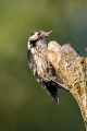Mali_detel_Lesser_spotted_woodpecker_22.jpg