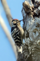 Mali_detel_Lesser_spotted_woodpecker_23.jpg