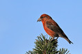 Ime datoteke=Mali_krivokljun_Crossbill_Loxia_curvirostra_Scinkavci_Fringillidae_07.jpg
Velikost datoteke=149KB
Dimenzija=800x533
Datum objave=15.05.2010 Mali_krivokljun_Crossbill_Loxia_curvirostra_Scinkavci_Fringillidae_07.jpg