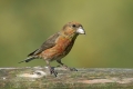 Ime datoteke=Mali_krivokljun_Crossbill_Loxia_curvirostra_Scinkavci_Fringillidae_08.jpg
Velikost datoteke=276KB
Dimenzija=900x600
Datum objave=23.12.2011 Mali_krivokljun_Crossbill_Loxia_curvirostra_Scinkavci_Fringillidae_08.jpg