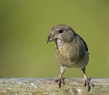 Ime datoteke=Mali_krivokljun_Crossbill_Loxia_curvirostra_Scinkavci_Fringillidae_09.jpg
Velikost datoteke=247KB
Dimenzija=750x657
Datum objave=01.11.2012 Mali_krivokljun_Crossbill_Loxia_curvirostra_Scinkavci_Fringillidae_09.jpg