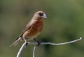 Mali_krivokljun_Crossbill_Loxia_curvirostra_Scinkavci_Fringillidae_12.jpg