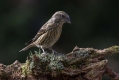 Ime datoteke=Mali_krivokljun_Crossbill_Loxia_curvirostra_Scinkavci_Fringillidae_13.jpg
Velikost datoteke=259KB
Dimenzija=1000x667
Datum objave=28.01.2016 Mali_krivokljun_Crossbill_Loxia_curvirostra_Scinkavci_Fringillidae_13.jpg