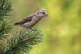 Ime datoteke=Mali_krivokljun_Crossbill_Loxia_curvirostra_Scinkavci_Fringillidae_15.jpg
Velikost datoteke=309KB
Dimenzija=1000x667
Datum objave=05.03.2016 Mali_krivokljun_Crossbill_Loxia_curvirostra_Scinkavci_Fringillidae_15.jpg