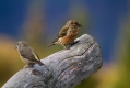 Ime datoteke=Mali_krivokljun_Crossbill_Loxia_curvirostra_Scinkavci_Fringillidae_18.jpg
Velikost datoteke=230KB
Dimenzija=1000x667
Datum objave=20.07.2016 Mali_krivokljun_Crossbill_Loxia_curvirostra_Scinkavci_Fringillidae_18.jpg