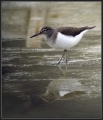 Ime datoteke=Mali_martinec_Common_sandpiper_06.jpg
Velikost datoteke=176KB
Dimenzija=606x700
Datum objave=01.05.2016 Mali_martinec_Common_sandpiper_06.jpg