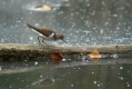 Ime datoteke=Mali_martinec_Common_sandpiper_Actitis_hypoleucos_09.jpg
Velikost datoteke=295KB
Dimenzija=1000x667
Datum objave=09.12.2013 Mali_martinec_Common_sandpiper_Actitis_hypoleucos_09.jpg