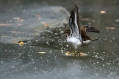 Ime datoteke=Mali_martinec_Common_sandpiper_Actitis_hypoleucos_11.jpg
Velikost datoteke=256KB
Dimenzija=1000x666
Datum objave=09.05.2014 Mali_martinec_Common_sandpiper_Actitis_hypoleucos_11.jpg