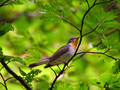 Ime datoteke=Mali_muhar_Red_breasted_Flaycather_Ficedula_parva_Muharji_Muicapidae_02.jpg
Velikost datoteke=136KB
Dimenzija=800x600
Datum objave=24.07.2010 Mali_muhar_Red_breasted_Flaycather_Ficedula_parva_Muharji_Muicapidae_02.jpg