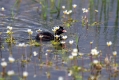 Ime datoteke=Mali_ponirek_Little_grebe_Tachybabtus_ruficollis_Ponirki_Podicipedidae_07.jpg
Velikost datoteke=296KB
Dimenzija=1000x667
Datum objave=15.08.2014 Mali_ponirek_Little_grebe_Tachybabtus_ruficollis_Ponirki_Podicipedidae_07.jpg