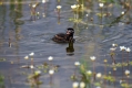 Ime datoteke=Mali_ponirek_Little_grebe_Tachybabtus_ruficollis_Ponirki_Podicipedidae_09.jpg
Velikost datoteke=281KB
Dimenzija=1000x667
Datum objave=03.11.2019 Mali_ponirek_Little_grebe_Tachybabtus_ruficollis_Ponirki_Podicipedidae_09.jpg