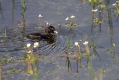 Ime datoteke=Mali_ponirek_Little_grebe_Tachybabtus_ruficollis_Ponirki_Podicipedidae_10.jpg
Velikost datoteke=293KB
Dimenzija=1000x667
Datum objave=20.07.2016 Mali_ponirek_Little_grebe_Tachybabtus_ruficollis_Ponirki_Podicipedidae_10.jpg