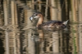Ime datoteke=Mali_ponirek_Little_grebe_Tachybabtus_ruficollis_Ponirki_Podicipedidae_11.jpg
Velikost datoteke=271KB
Dimenzija=900x600
Datum objave=05.05.2016 Mali_ponirek_Little_grebe_Tachybabtus_ruficollis_Ponirki_Podicipedidae_11.jpg