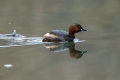 Ime datoteke=Mali_ponirek_Little_grebe_Tachybabtus_ruficollis_Ponirki_Podicipedidae_15.jpg
Velikost datoteke=185KB
Dimenzija=900x600
Datum objave=15.04.2017 Mali_ponirek_Little_grebe_Tachybabtus_ruficollis_Ponirki_Podicipedidae_15.jpg