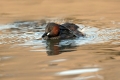 Ime datoteke=Mali_ponirek_Little_grebe_Tachybabtus_ruficollis_Ponirki_Podicipedidae_17.jpg
Velikost datoteke=252KB
Dimenzija=900x600
Datum objave=26.04.2018 Mali_ponirek_Little_grebe_Tachybabtus_ruficollis_Ponirki_Podicipedidae_17.jpg