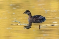 Ime datoteke=Mali_ponirek_Little_grebe_Tachybabtus_ruficollis_Ponirki_Podicipedidae_21.jpg
Velikost datoteke=242KB
Dimenzija=950x633
Datum objave=17.09.2018 Mali_ponirek_Little_grebe_Tachybabtus_ruficollis_Ponirki_Podicipedidae_21.jpg