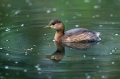 Ime datoteke=Mali_ponirek_Little_grebe_Tachybabtus_ruficollis_Ponirki_Podicipedidae_22.jpg
Velikost datoteke=263KB
Dimenzija=950x633
Datum objave=04.07.2019 Mali_ponirek_Little_grebe_Tachybabtus_ruficollis_Ponirki_Podicipedidae_22.jpg