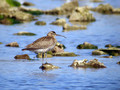 Mali_skurh_Whimbrel_Numenius_phaeopus_Kljunaci_Scolopacidae_02.jpg