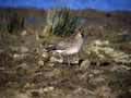 Mali_skurh_Whimbrel_Numenius_phaeopus_Kljunaci_Scolopacidae_03.jpg