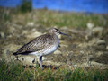 Mali_skurh_Whimbrel_Numenius_phaeopus_Kljunaci_Scolopacidae_04.jpg