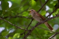 Ime datoteke=Mali_slavec_Nightingale_Luscinia_megarhynchos_Drozgi_Turdidae_07.jpg
Velikost datoteke=258KB
Dimenzija=900x600
Datum objave=29.12.2013 Mali_slavec_Nightingale_Luscinia_megarhynchos_Drozgi_Turdidae_07.jpg