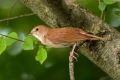 Ime datoteke=Mali_slavec_Nightingale_Luscinia_megarhynchos_Drozgi_Turdidae_08.jpg
Velikost datoteke=272KB
Dimenzija=900x600
Datum objave=28.08.2013 Mali_slavec_Nightingale_Luscinia_megarhynchos_Drozgi_Turdidae_08.jpg