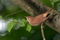 Ime datoteke=Mali_slavec_Nightingale_Luscinia_megarhynchos_Drozgi_Turdidae_09.jpg
Velikost datoteke=232KB
Dimenzija=900x600
Datum objave=20.04.2014 Mali_slavec_Nightingale_Luscinia_megarhynchos_Drozgi_Turdidae_09.jpg