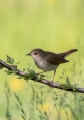 Ime datoteke=Mali_slavec_Nightingale_Luscinia_megarhynchos_Drozgi_Turdidae_14.jpg
Velikost datoteke=212KB
Dimenzija=630x900
Datum objave=17.07.2016 Mali_slavec_Nightingale_Luscinia_megarhynchos_Drozgi_Turdidae_14.jpg