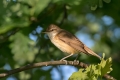 Ime datoteke=Mali_slavec_Nightingale_Luscinia_megarhynchos_Drozgi_Turdidae_16.jpg
Velikost datoteke=212KB
Dimenzija=900x600
Datum objave=24.10.2019 Mali_slavec_Nightingale_Luscinia_megarhynchos_Drozgi_Turdidae_16.jpg