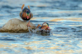 Ime datoteke=Mandarinka_Mandarin_36.jpg
Velikost datoteke=467KB
Dimenzija=950x633
Datum objave=14.05.2026 Mandarinka_Mandarin_36.jpg
