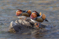 Mandarinka_Mandarin_45.jpg