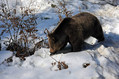 Ime datoteke=Medved_Bear_07.jpg
Velikost datoteke=158KB
Dimenzija=800x533
Datum objave=11.09.2010 Medved_Bear_07.jpg
