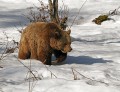 Ime datoteke=Medved_Bear_10.jpg
Velikost datoteke=171KB
Dimenzija=800x616
Datum objave=24.09.2011 Medved_Bear_10.jpg