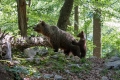 Ime datoteke=Medved_Bear_21.jpg
Velikost datoteke=426KB
Dimenzija=900x600
Datum objave=02.01.2014 Medved_Bear_21.jpg