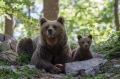 Ime datoteke=Medved_Bear_23.jpg
Velikost datoteke=330KB
Dimenzija=950x633
Datum objave=12.10.2014 Medved_Bear_23.jpg