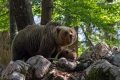 Ime datoteke=Medved_Bear_25.jpg
Velikost datoteke=366KB
Dimenzija=900x600
Datum objave=31.03.2015 Medved_Bear_25.jpg