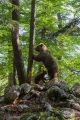 Medved_Bear_26.jpg