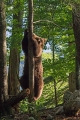 Ime datoteke=Medved_Bear_27.jpg
Velikost datoteke=328KB
Dimenzija=600x900
Datum objave=30.07.2015 Medved_Bear_27.jpg